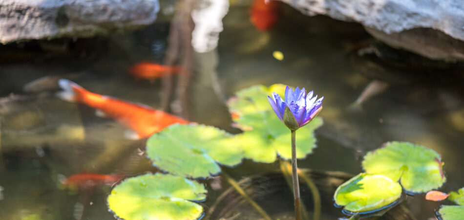 Water,lily,in,pond,with,koi,fish