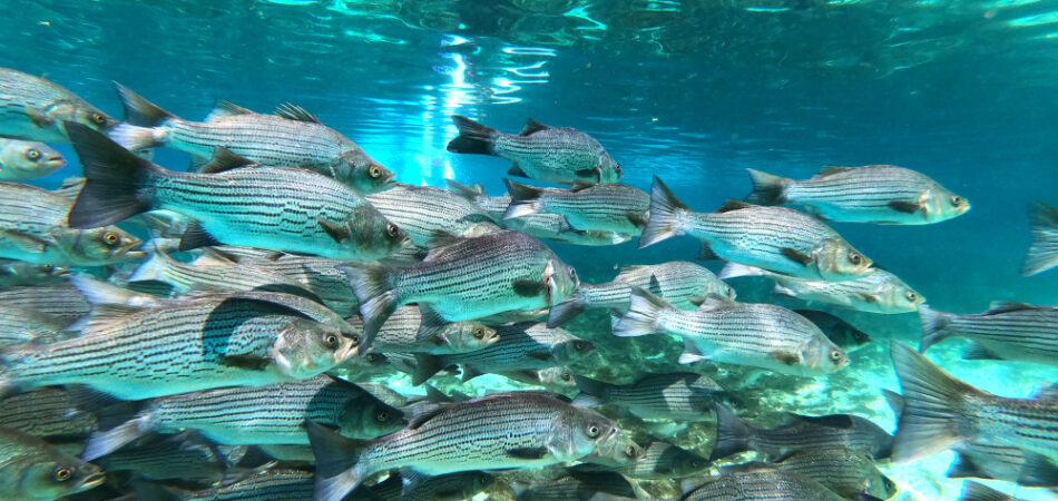 Under,water,shots,of,striped,bass,at,the,silver,glen