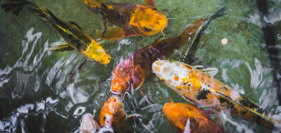 Coy,fish,swimming,and,floating,in,pond.