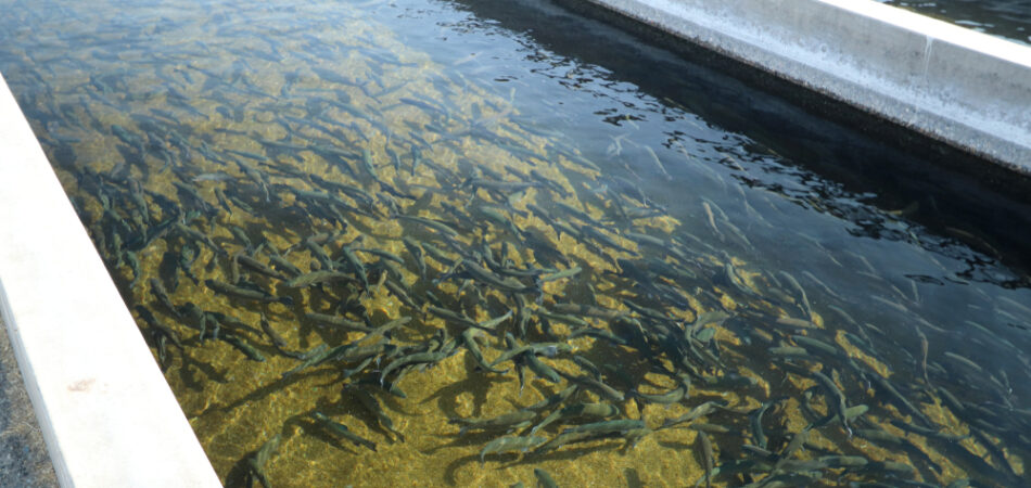 Rainbow,trout,(oncorhynchus,mykiss),in,hatchery,raceway,