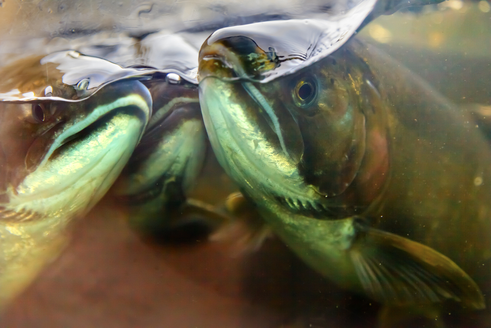 Innovative Techniques for Enhancing Fish Growth Rates in Hatcheries ...