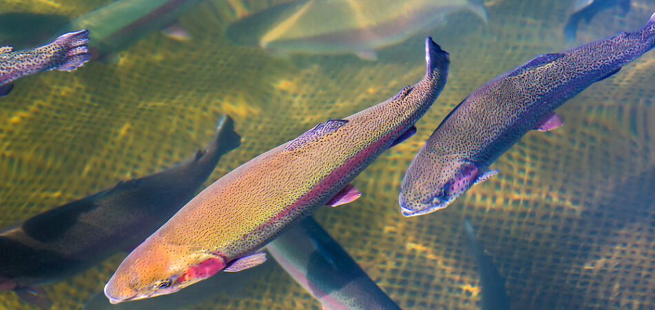 Trout,farm,in,water