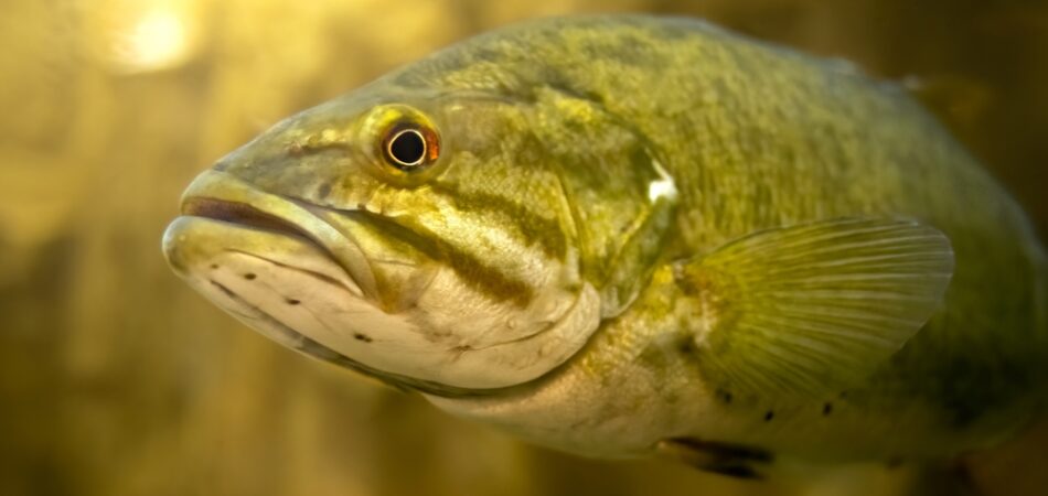 King,of,the,pond,,smallmouth,bass,(micropterus,dolomieu).,warm,light