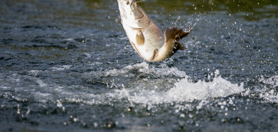 Barramundi,jumps,into,the,air,when,it,is,hooked,by