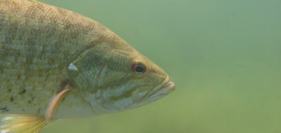 Largemouth Bass Pond