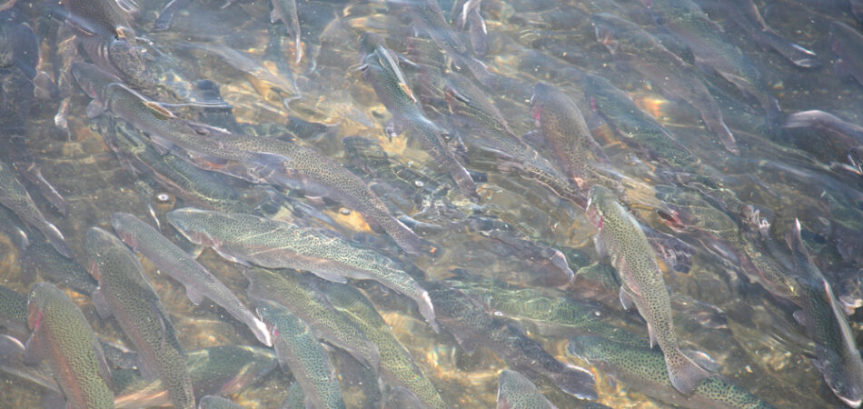 School,of,rainbow,trout,fish,hatchery,background