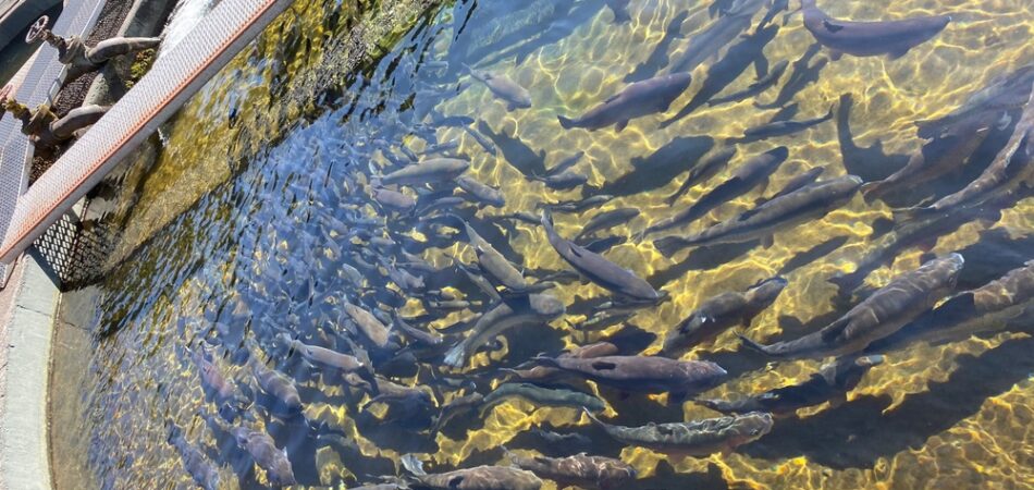 Fish,in,a,breeding,in,salmon,fish,hatchery