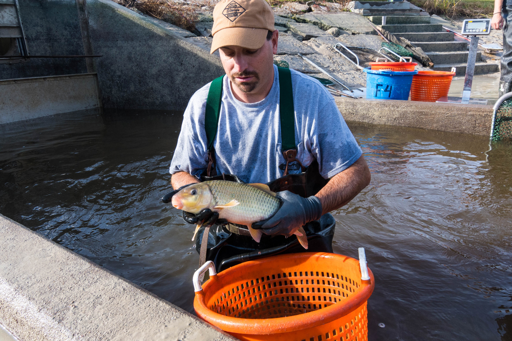 The Science Behind Fish Stocking: Understanding Population Dynamics and ...