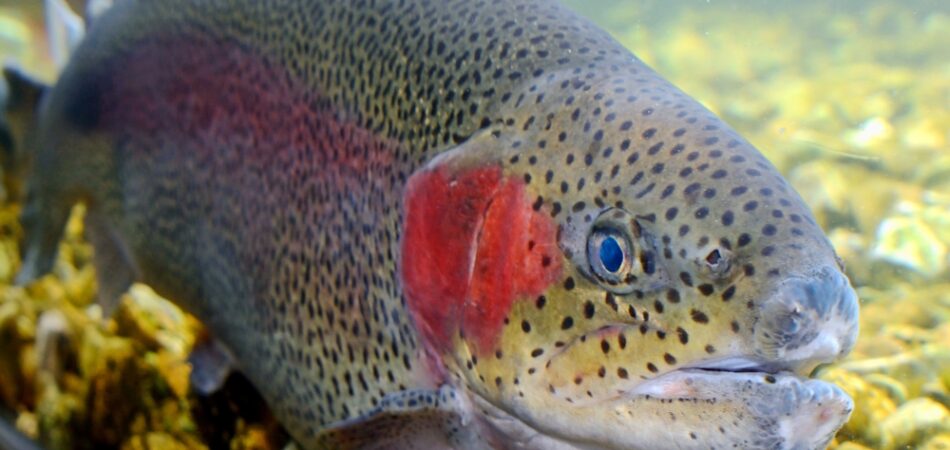 Large,rainbow,trout,,hatchery,fish