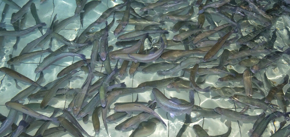 Rainbow,trout,(,oncorhynchus,mykiss,),fingerlings,in,the,hatchery